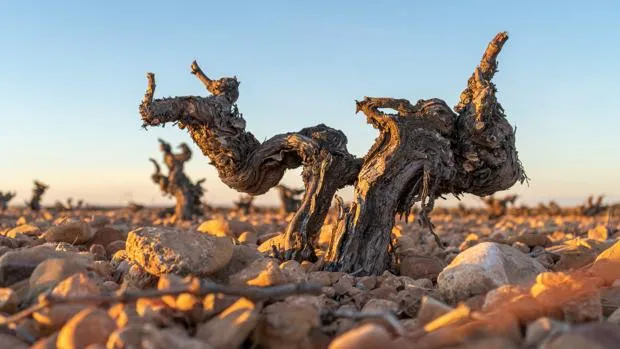Dos vinos de Castilla-La Mancha, entre los mejores del mundo, según Decanter