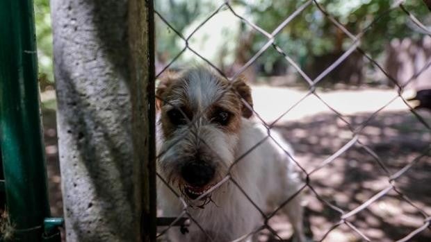 Detenido en Elche por robar perros en campos cuando los dueños salían de casa