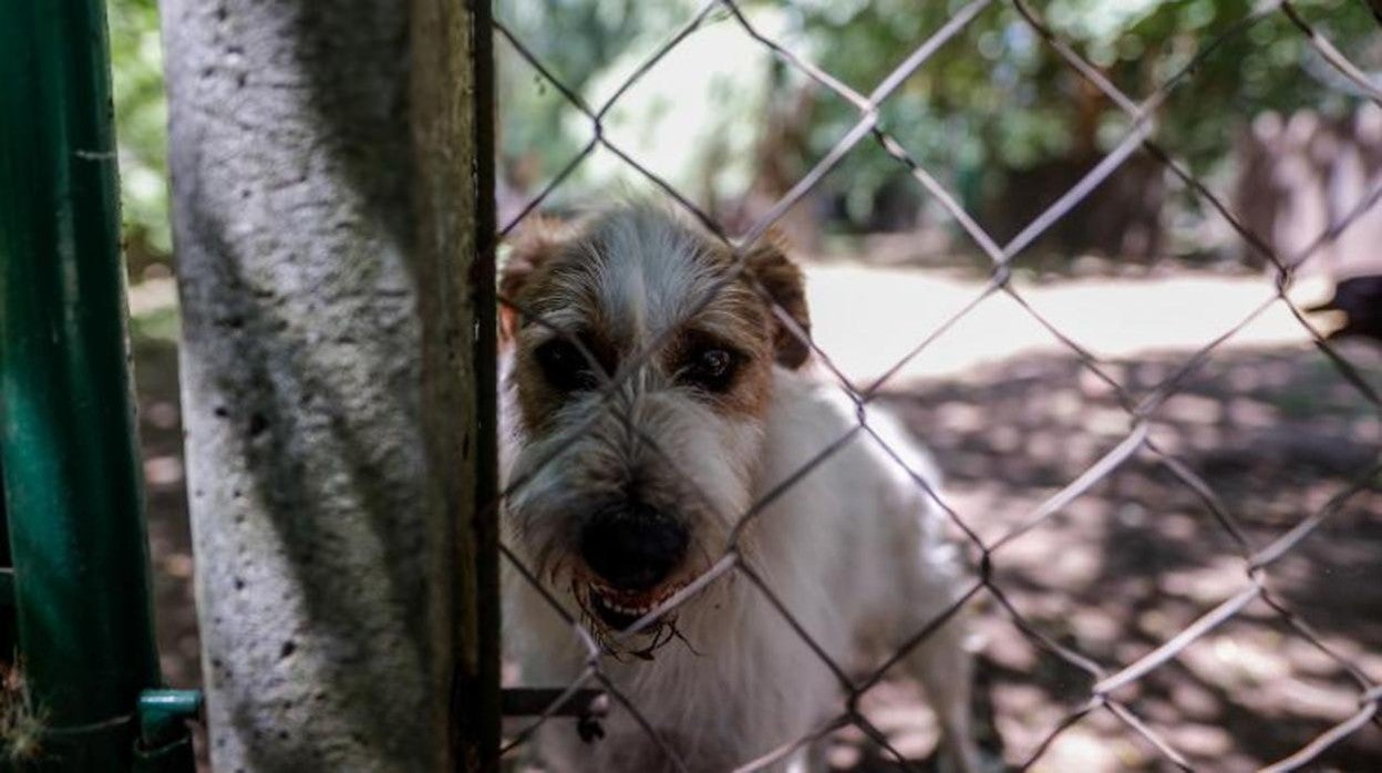 Imagen de archivo de un perro dentro de una propiedad privada