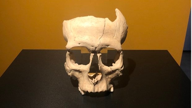 Hallan la cabeza cortada de un guerrero íbero de hace 2.300 años