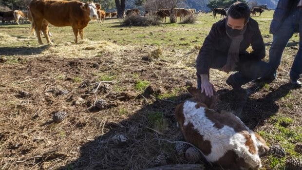 Pablo Casado defiende que «España tiene la mejor carne del mundo»