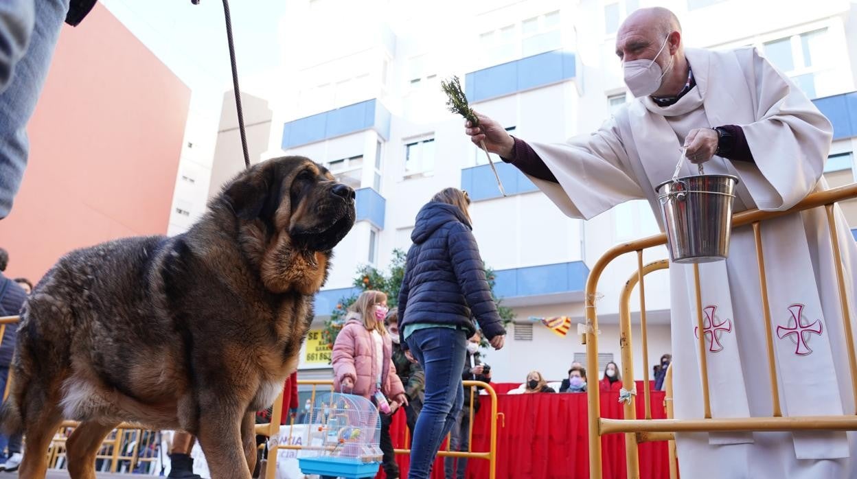 Imagen tomada durante la tradicional bendición de animales en Valencia en honor a San Antonio Abad