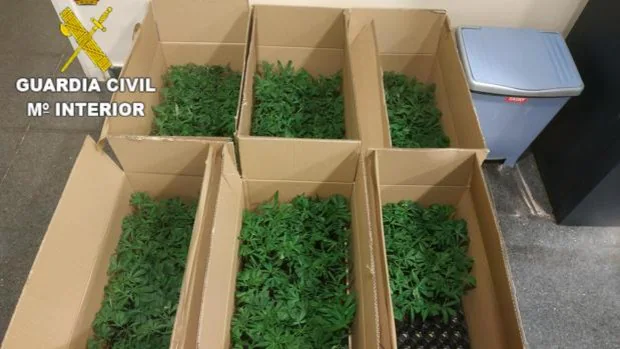 La Guardia Civil investiga a dos personas que viajaban con 572 plantas de marihuana