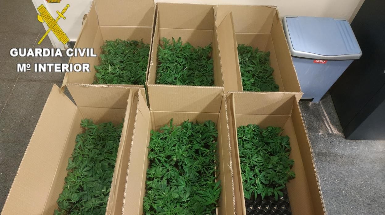 Las plantas de marihuana dispuestas em bandejas semilleros