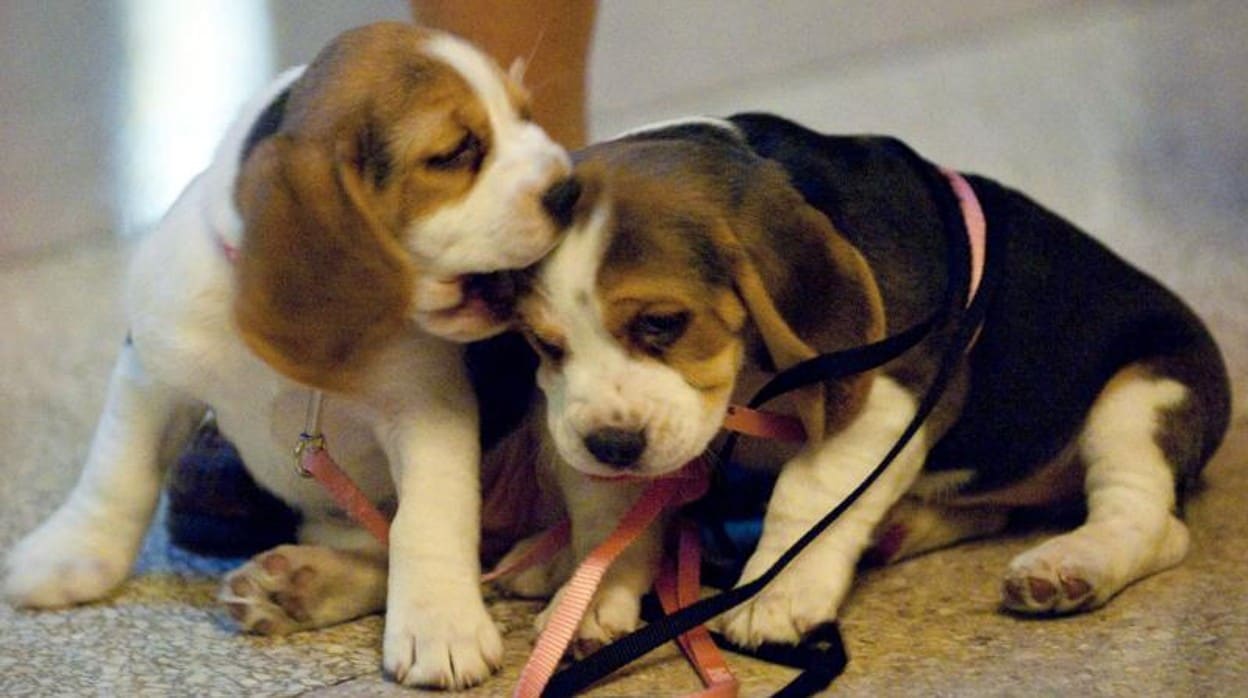 Un cachorro de Beagle en una imagen de archivo