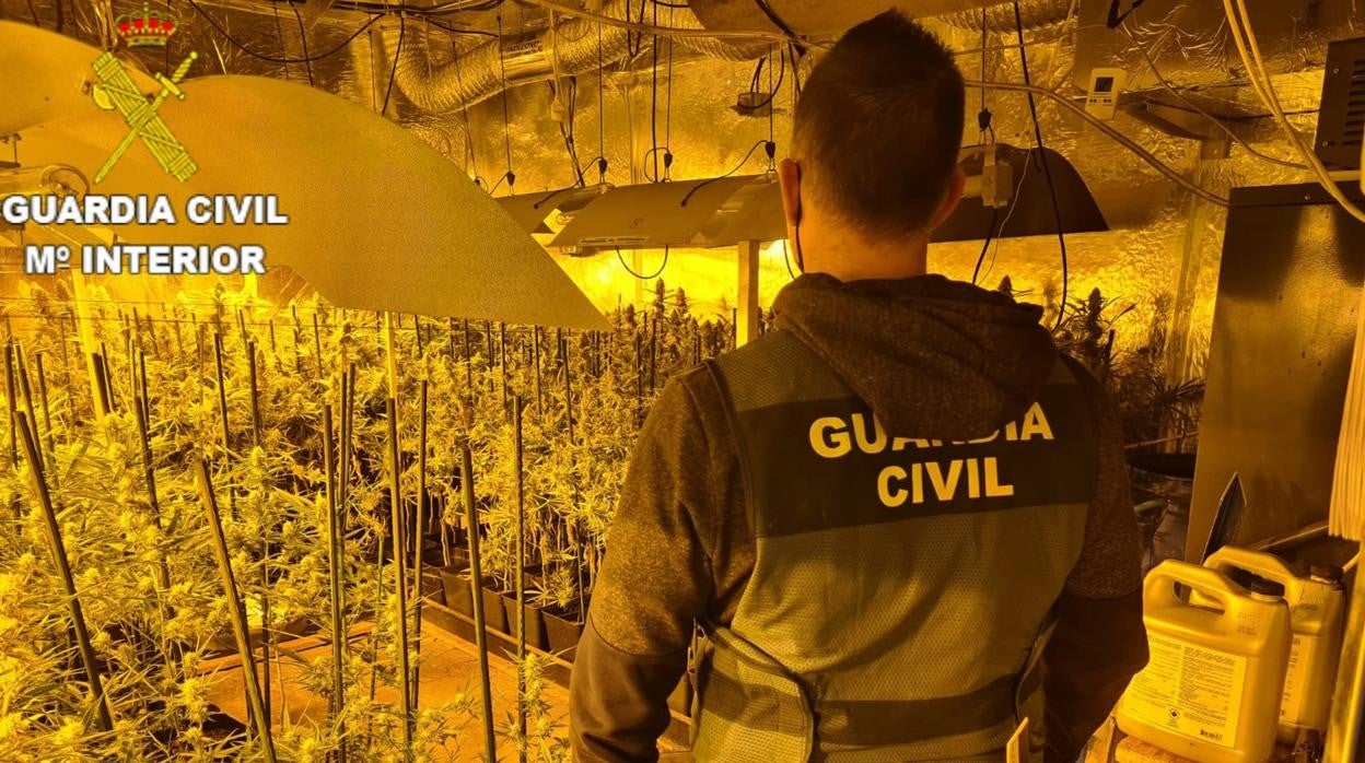 Imagen de la plantación de marihuana intervenida por la Guardia Civil en Ribarroja del Turia