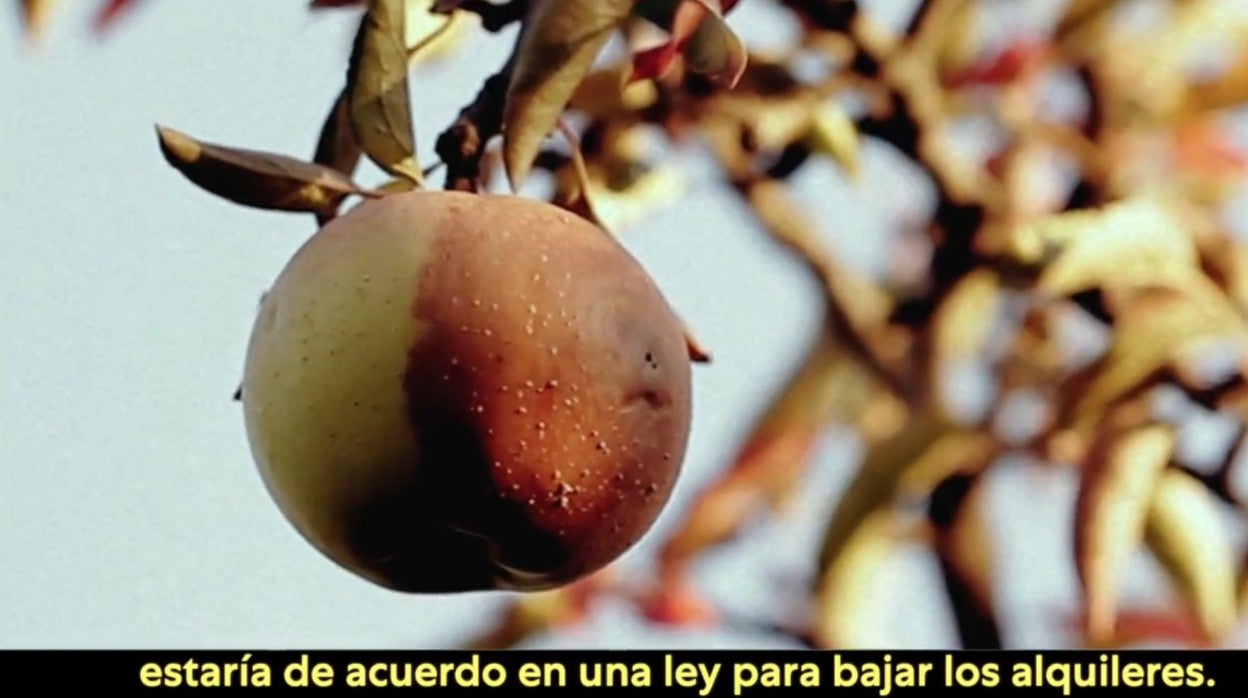 Podemos compara al Poder Judicial con una fruta «podrida»