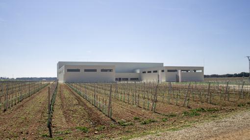 Viñedo e instalaciones de Bodegas Albero, en Casas de Guijarro (Cuenca)