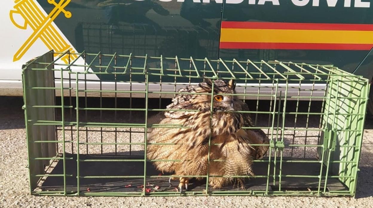 Agentes medioambientales lo trasladaron al Centro de Estudios de Rapaces Ibéricas de Sevilleja de la Jara