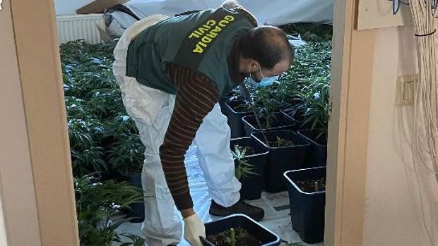 Liberan a dos víctimas de trata explotadas para el cuidado de plantaciones de marihuana en Salamanca