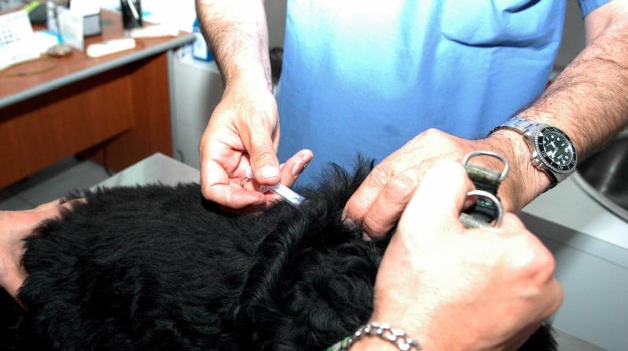 Un perro en el veterinario, en una imagen de archivo