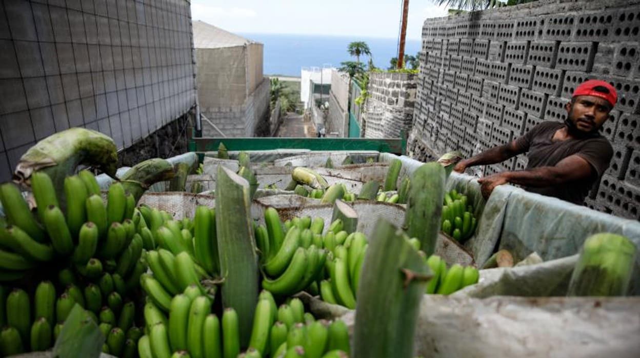 Los agricultores de La Palma tratan de salvar sus cosechas de las dificultades del volcán