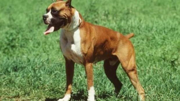 Piden 30 años de cárcel y 200.000 euros de multa a los dueños de los perros que mataron a un hombre en Pinoso