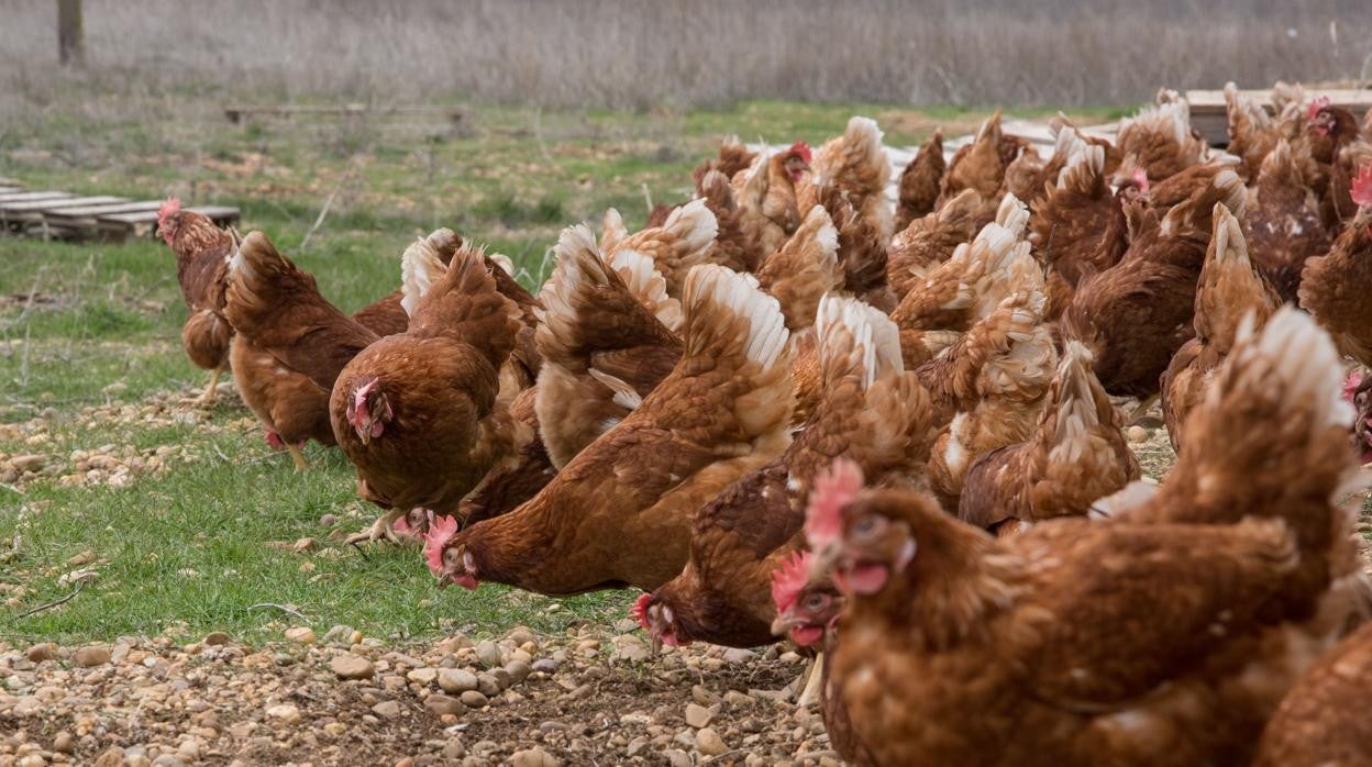 Imagen de archivo de unas gallinas