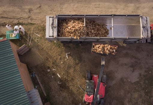 Más de 133.750 gallinas, sacrificadas en Valladolid por un foco de gripe aviar