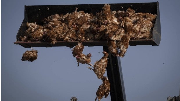 Más de 133.750 gallinas, sacrificadas en Valladolid por un foco de gripe aviar