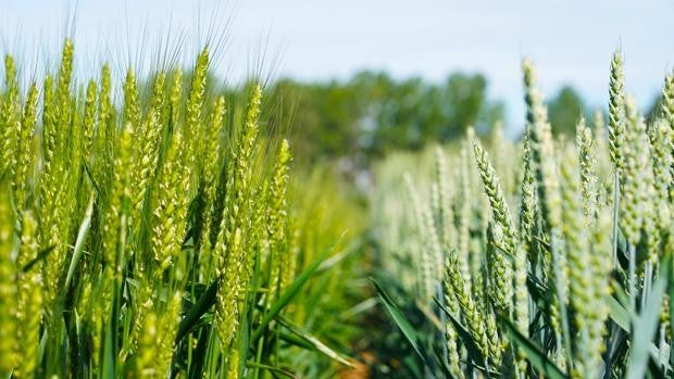 Las zonas cerealistas de Castilla y León afrontarán ««pérdidas graves» si no llueve lo suficiente antes de 15 días