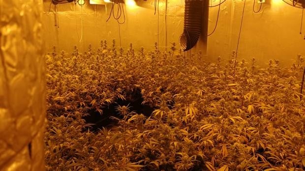 Las redes de cultivo de marihuana se nutren de afectados por la «pobreza pandémica»