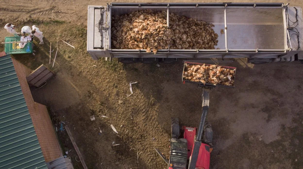 Retirada de los cadáveres de las gallinas afectadas por el brote de gripe aviar en la primera explotación infectada por el foco de Íscar (Valladolid)