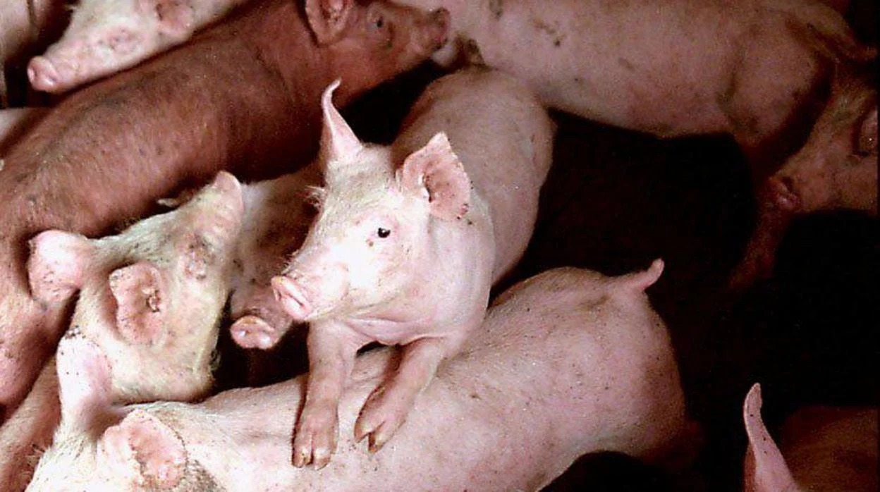 La empresa Faes Farma producirá, en su nueva fábrica de Huesca, compuestos alimenticios para cerdos