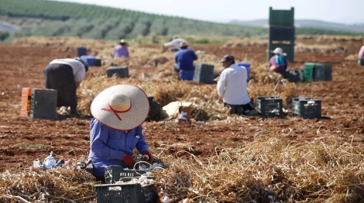 Algunos trabajadores durante la recogida del ajo en Castilla-La Mancha