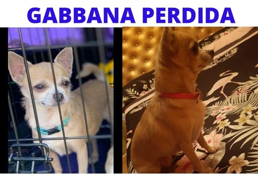 Robos de perros a la carta para cacerías, carreras ilegales o peleas