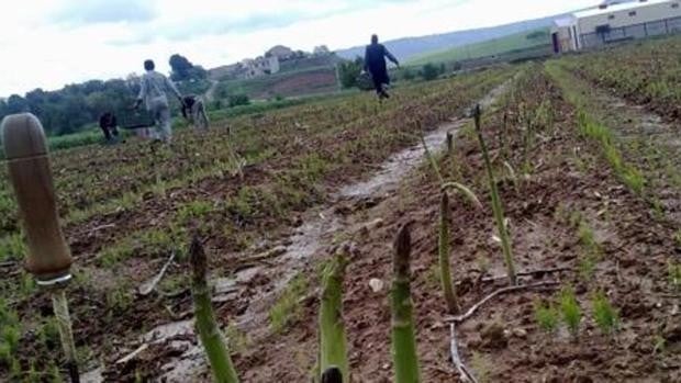 Los agricultores del espárrago verde se sienten «asfixiados» y lanzan un SOS