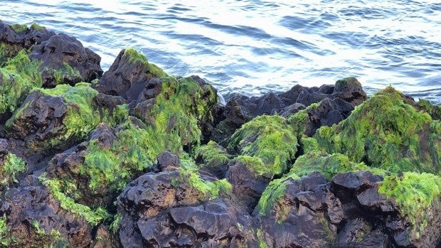 La vida se 'come' al volcán