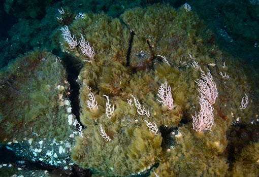 Colonización de las coladas del volcán