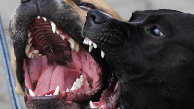 Una red que organizaba peleas de perros se enfrenta a más de 100 años de cárcel