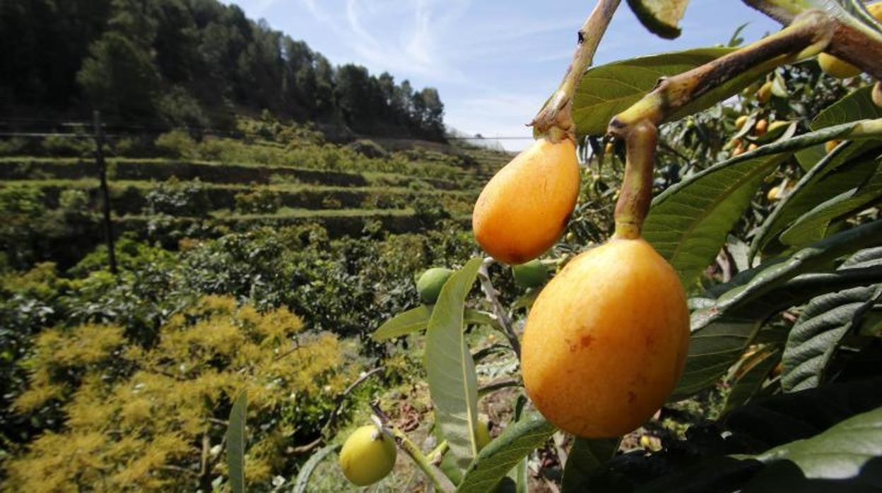 Nísperos en Callosa d'en Sarrià