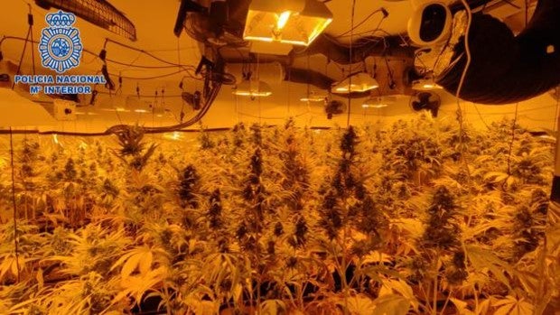 Desmantelada una plantación de marihuana en el sótano de una vivienda de Olías del Rey