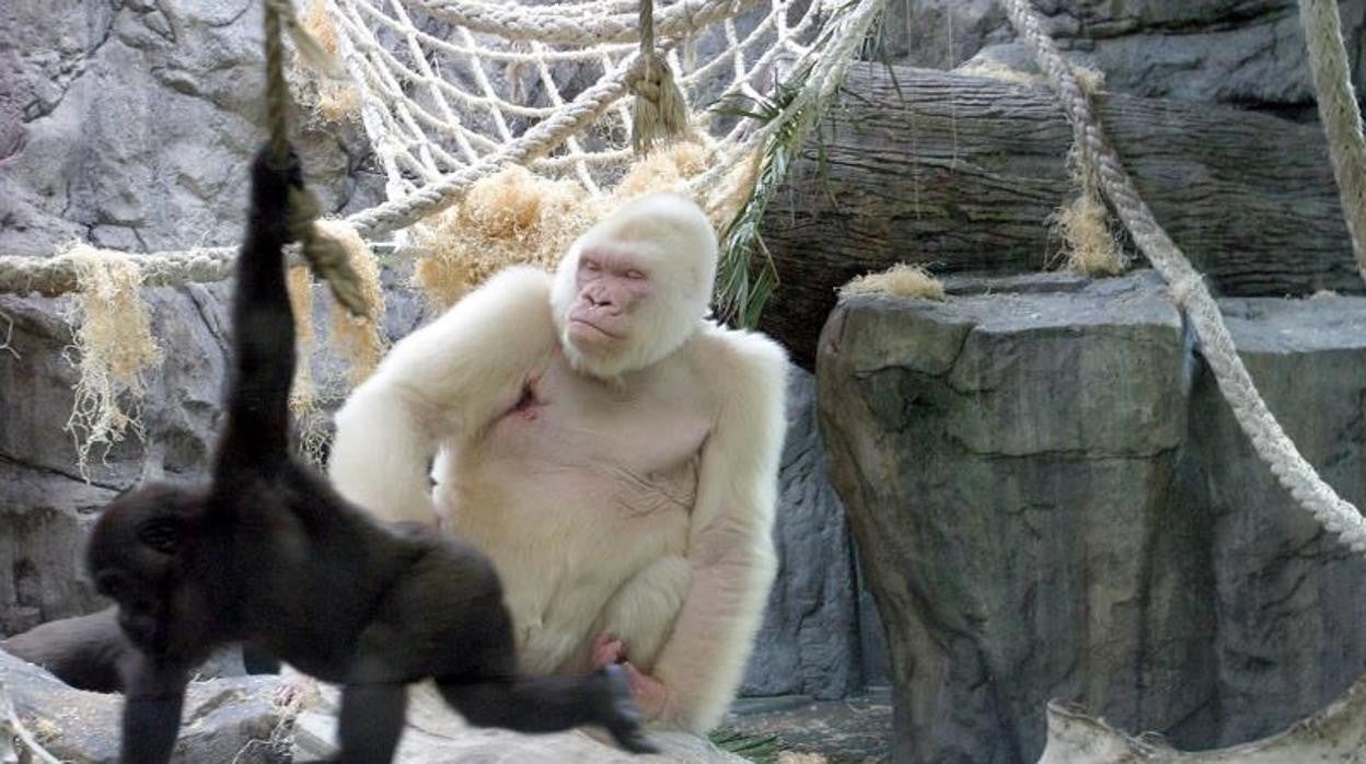 Copito, en 2003 en el Zoo de Barcelona