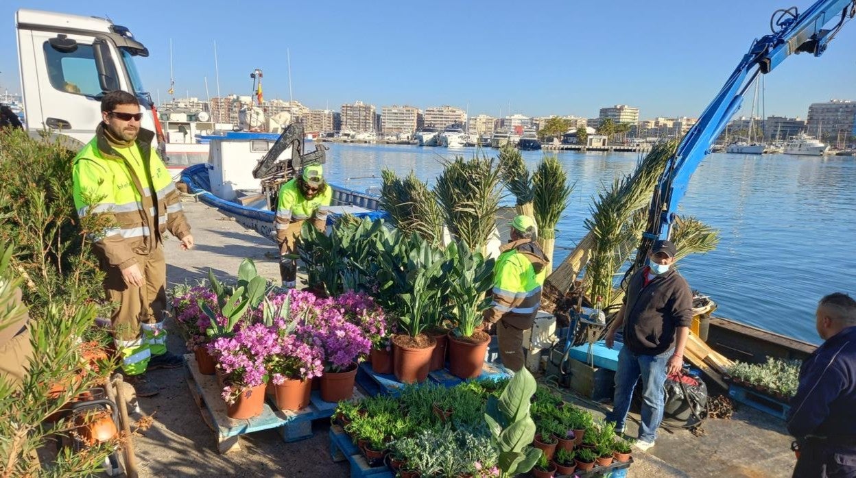 Plantas y palmeras en la isla de Tabarca