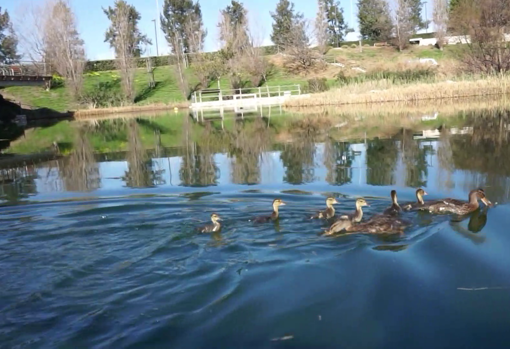 Los animales nadando en el lago