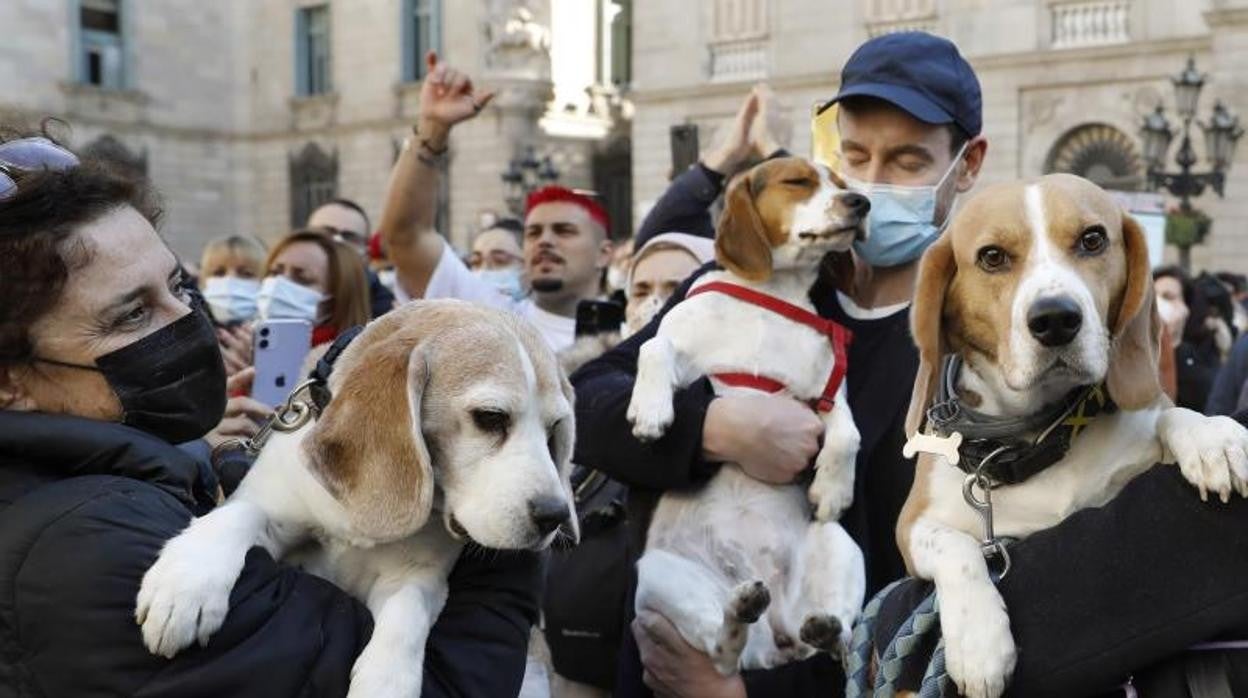 Protesta contra el experimento con perros de raza Beagle en Barcelona