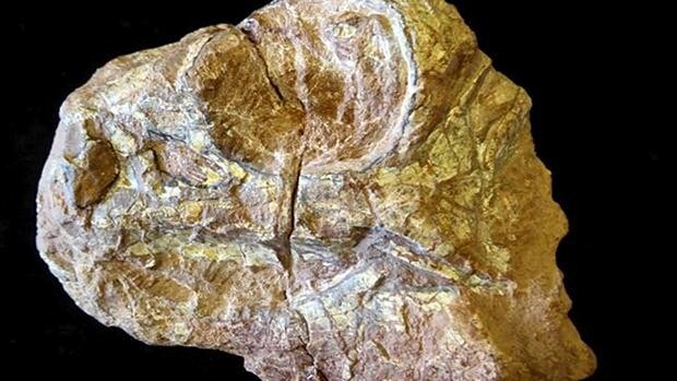 El acelerador de partículas de Grenoble estudia un cráneo de dinosaurio de hace 125 millones de años