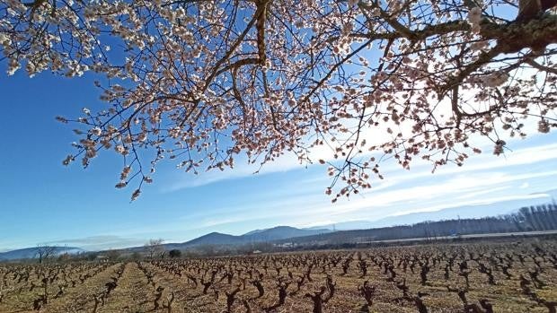 La primavera será «seca y cálida» en Castilla y León