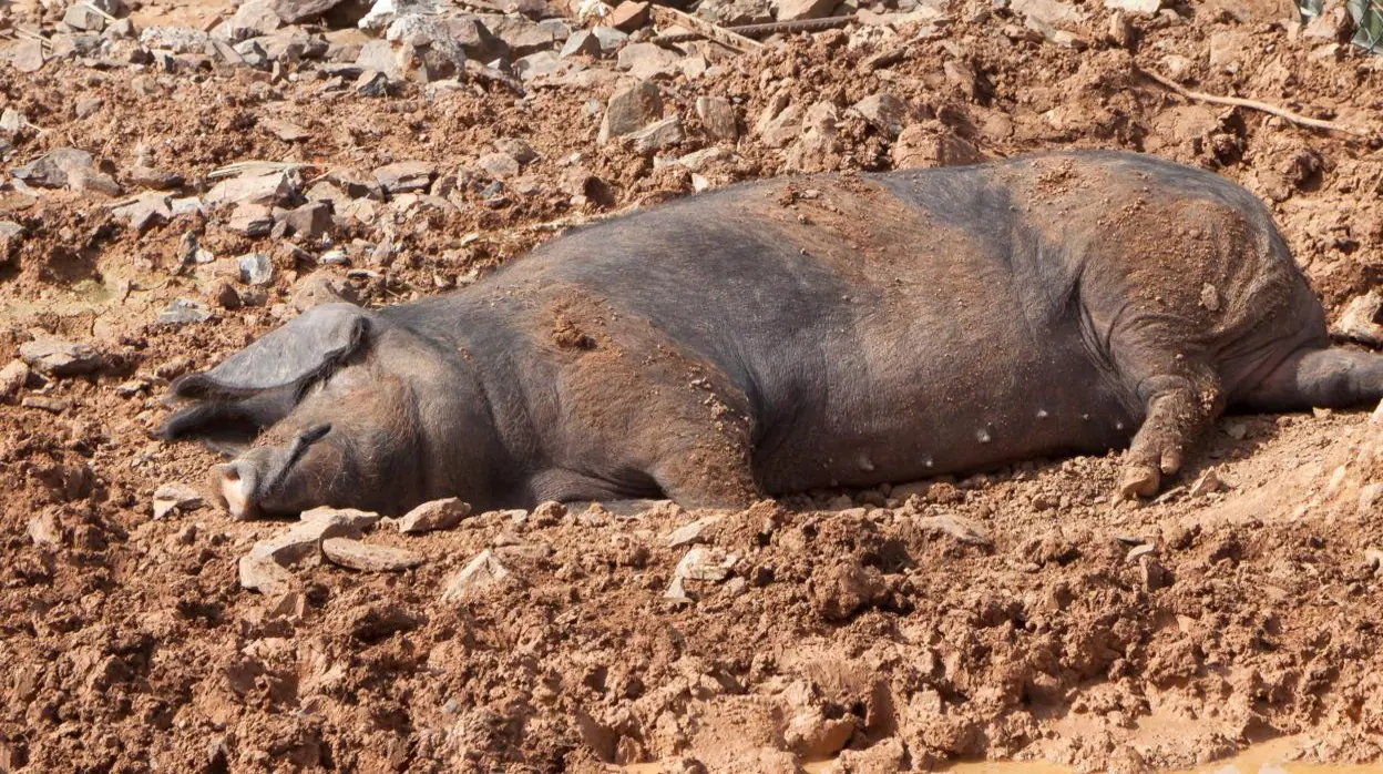 Denuncian al propietario de una granja de cerdos por enterrar cientos de  animales en fosas