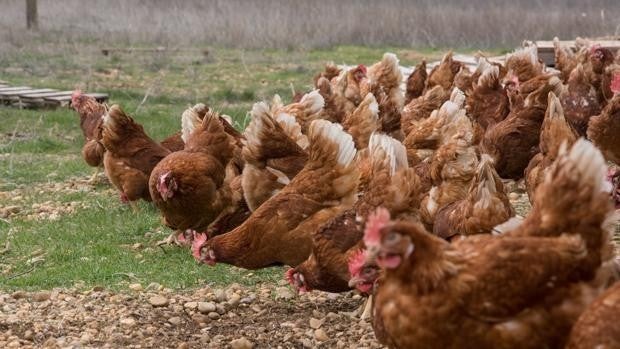 La Policía Local investiga la muerte de 150 gallinas decapitadas en un solar de Montesión