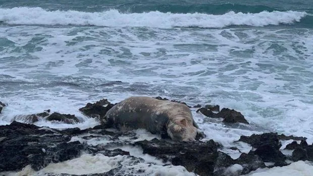 El temporal saca una vaca muerta desde el mar a la costa en Jávea