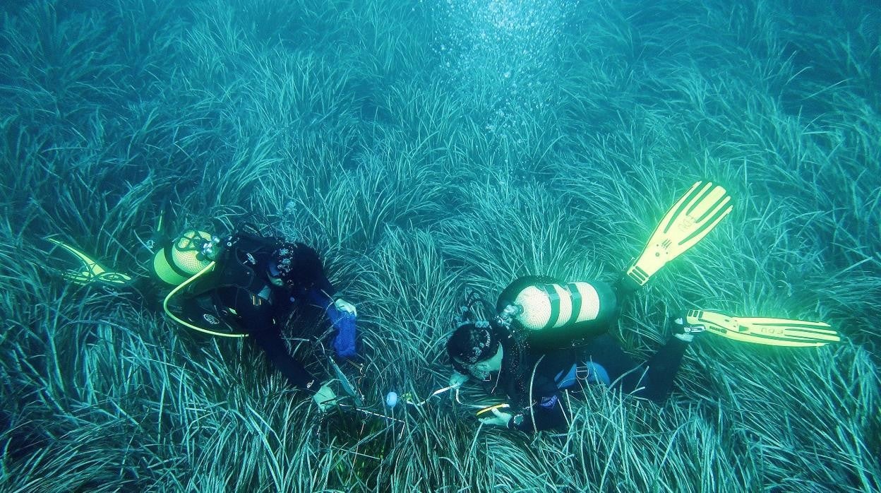 La Diputación de Alicante renueva su colaboración con el Instituto de Ecología Litoral