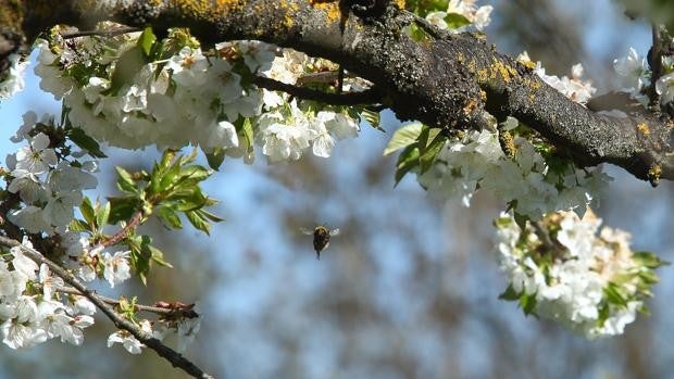 Corullón (León) da la bienvenida a la floración de los cerezos con la V Enxendra da Cireixa