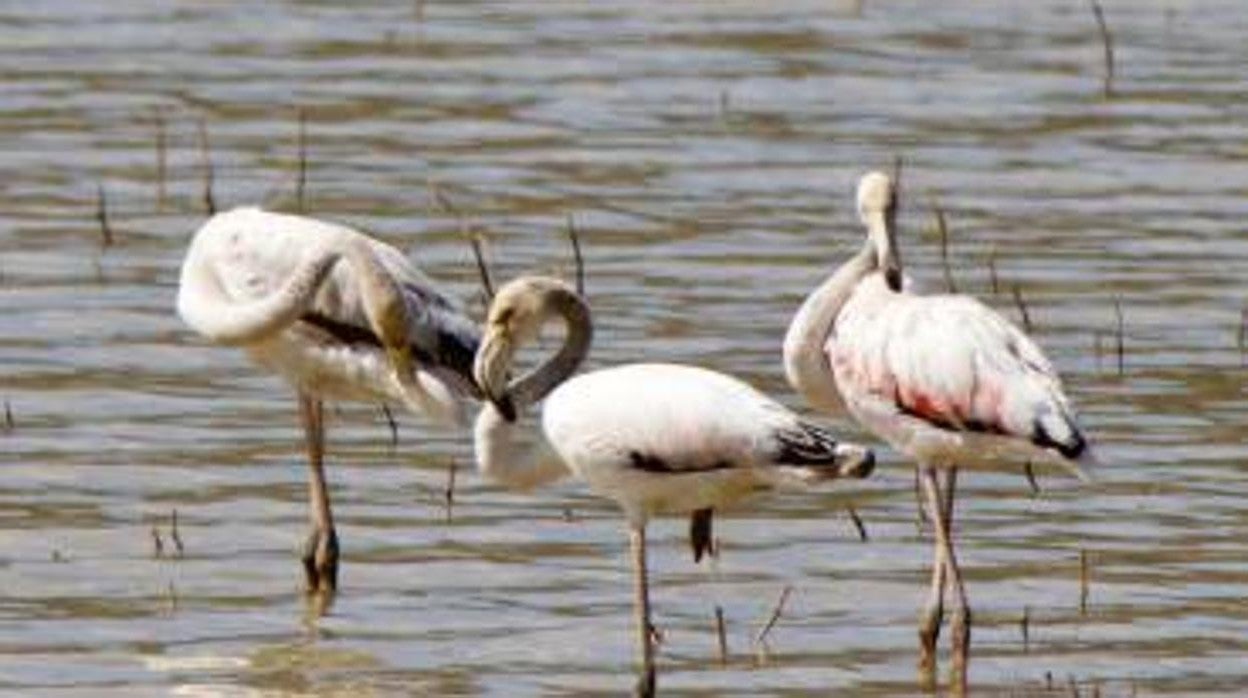 Imagen de los flamencos que desde hace un año viven en el río Guadiela