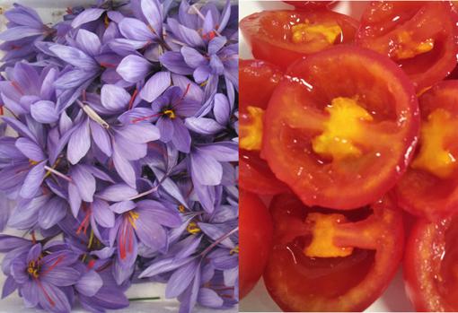 Los genes del azafrán se insertaron en la planta de tomate