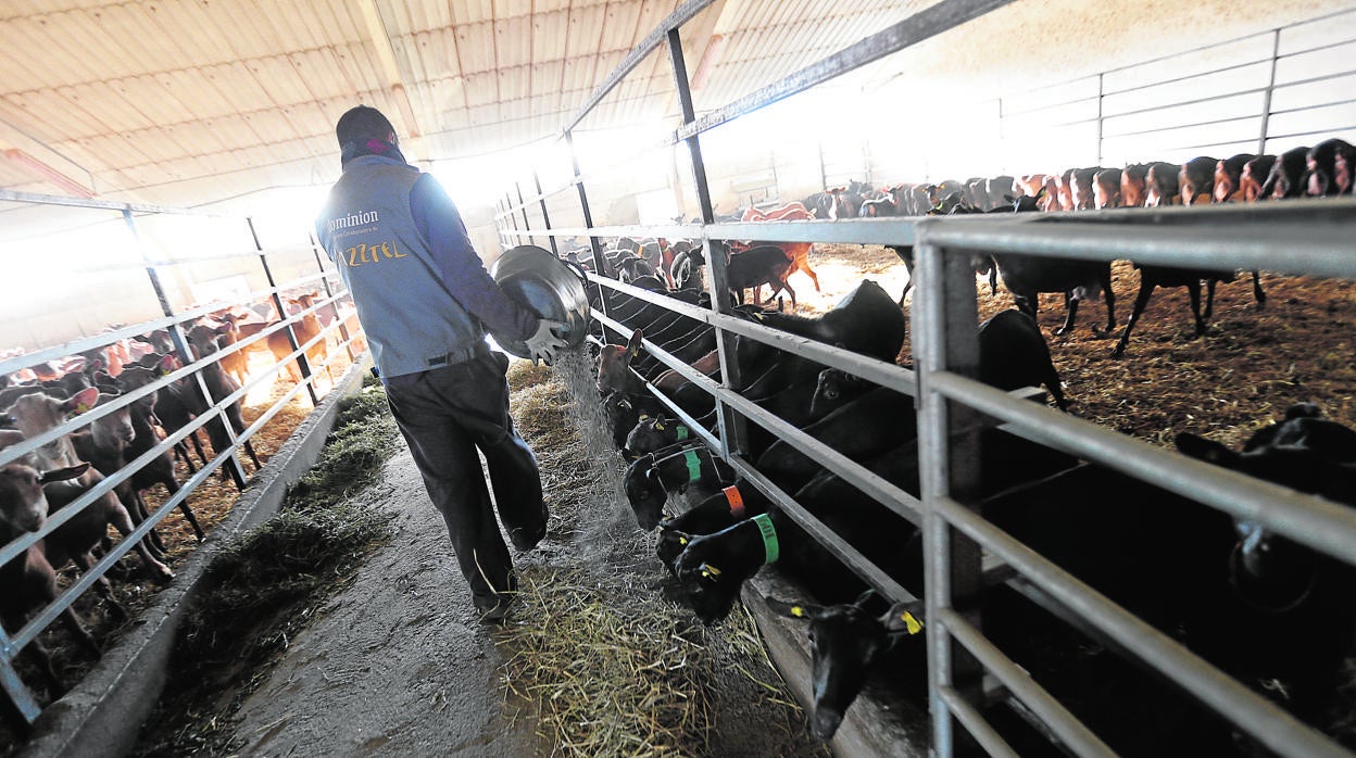 Una explotación ganadera de cabras y ovejas en la sierra de Guadarrama