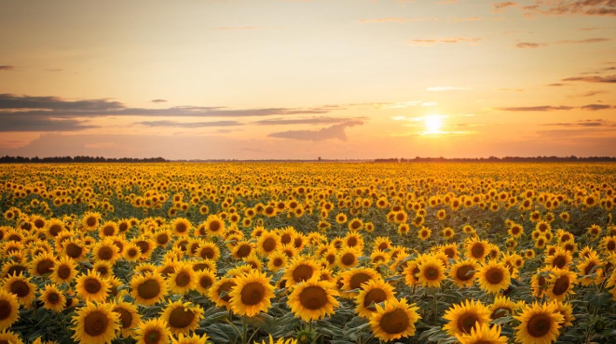 Puede multiplicar por 4 la producción de pipa de girasol si se cultivan las 600.000 hectáreas de barbecho