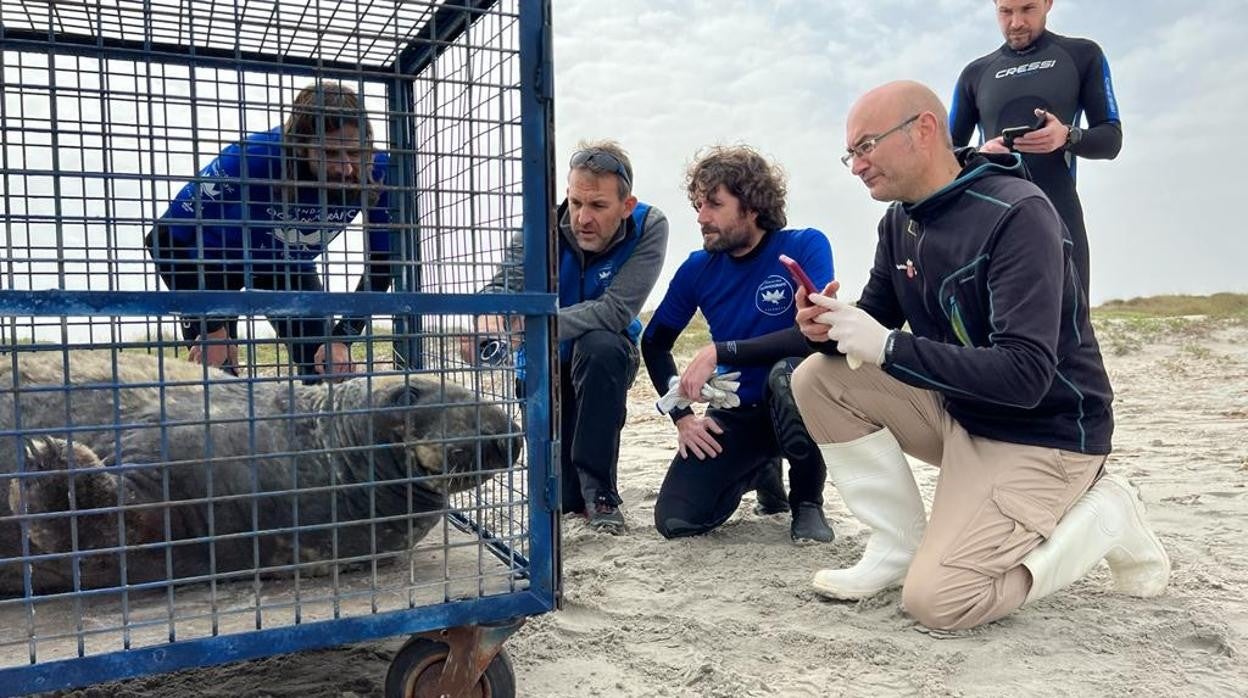 Momento del rescate antes de su traslado a Valencia para evaluar su estado de salud