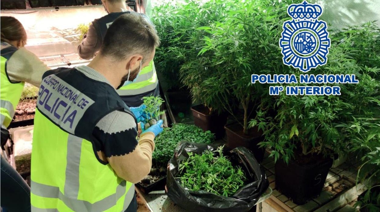 Plantas incautadas por la Policía Nacional