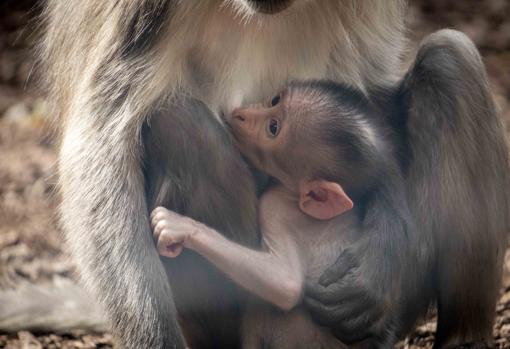 El nacimiento de un peculiar primate en peligro de extinción sorprende a los visitantes de Bioparc Valencia